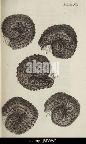 Herumgestreift Schem 20 Stockfoto