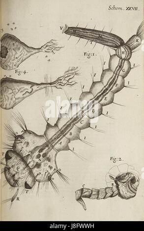 Micrographia Schem 27 ist eine wissenschaftliche Illustration aus Robert Hookes Werk, die die detaillierte Struktur mikroskopischer Organismen darstellt. Es ist ein bedeutendes Stück in der Geschichte der Mikroskopie und der biologischen Wissenschaft. Stockfoto