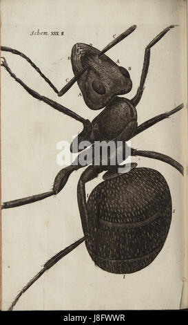 Herumgestreift Schem 32 Stockfoto