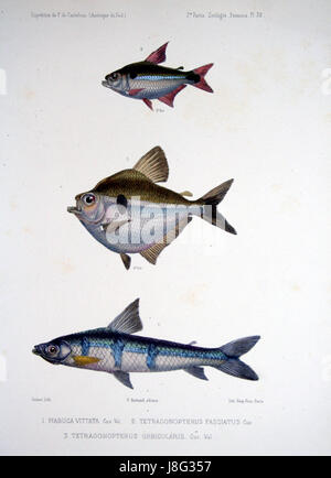 Dieser Titel bezieht sich auf ein Werk von F. de Castelnau, wahrscheinlich eine wissenschaftliche Studie oder Illustration, die sich auf Fische (Gifte auf Französisch) konzentriert. Sie kann detaillierte Beobachtungen oder Darstellungen von Wasserarten umfassen. Stockfoto