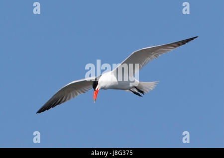 Raubseeschwalbe (Hydroprogne Caspia) Erwachsene im Sommer Gefieder fliegt über Fluss Donau, Rumänien Stockfoto