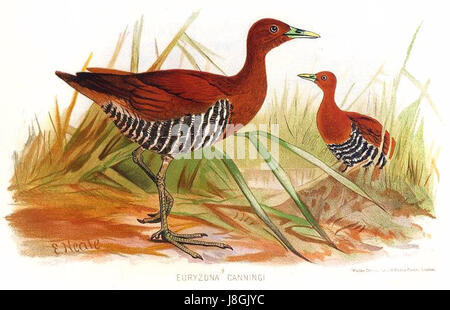 Euryzona canningi ist eine Art von Spinnen aus der Familie der Thomisidae, die auch als Krabbenspinnen bekannt ist. Sie sind bekannt für ihre Fähigkeit, Beute zu überfallen, indem sie im Versteck warten und dann schnell darauf stürzen. Stockfoto