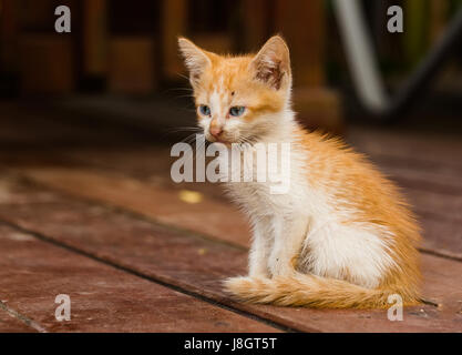 Tabby Kitten Portrait Stockfoto