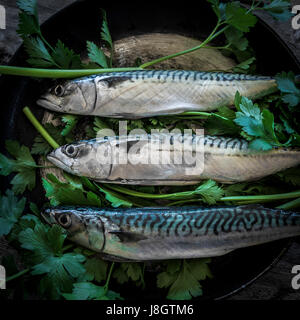 Eine Draufsicht von drei Makrelen in einer Pfanne; Kräuter; Flache großblättrige Petersilie; Pfanne erhitzen; Bratpfanne Pfanne; Essen; Fisch; Meeresfrüchte; Pelagische Fische; Stockfoto