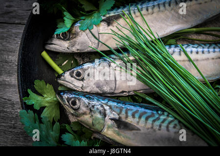 Eine obenliegende Nahaufnahme von drei Makrelen in einer Pfanne; Kräuter; Flache großblättrige Petersilie; Schnittlauch; Pfanne erhitzen; Bratpfanne Pfanne; Essen; Fisch; Meeresfrüchte; Stockfoto