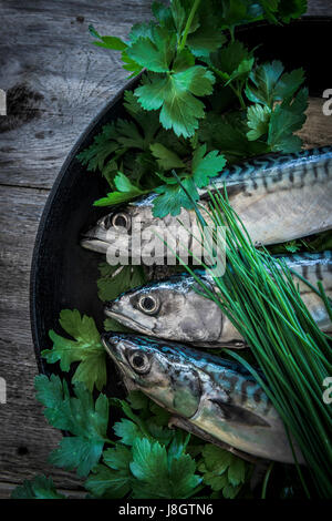 Eine Draufsicht von drei Makrelen in einer Pfanne; Kräuter; Flache großblättrige Petersilie; Schnittlauch; Pfanne erhitzen; Bratpfanne Pfanne; Essen; Fisch; Meeresfrüchte; Pelagische Fische; Stockfoto