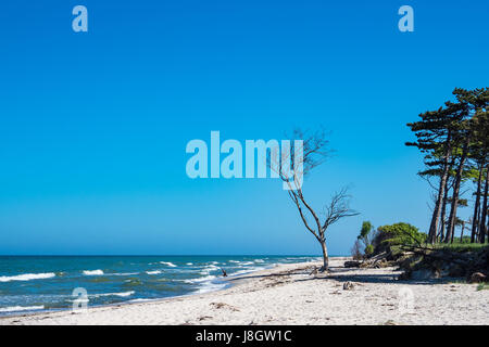 Bäume am Ufer der Ostsee. Stockfoto