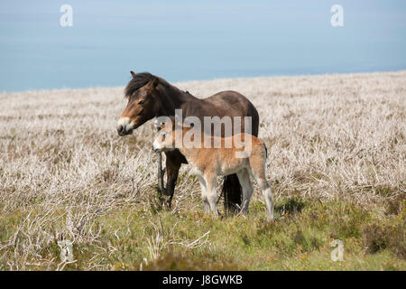 Mutter und Fohlen. Ein paar von Exmoor Ponys in trockene Heidelandschaft mit Meer hinter. Stockfoto