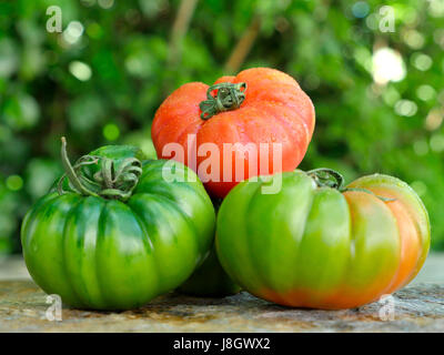 Verschiedenen Marinda Tomaten aus Sizilien Stockfoto