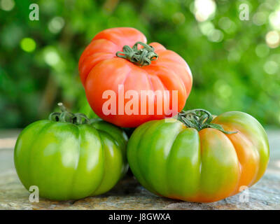 Verschiedenen Marinda Tomaten aus Sizilien Stockfoto