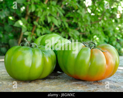 Verschiedenen Marinda Tomaten aus Sizilien Stockfoto