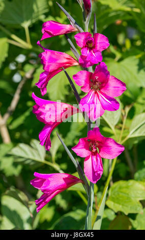 Gladiolus communis Unterarten (AKA byzantinus Byzantinische gladiolus, Schwertlilie & Pfeifen Jack) Blumen im Frühsommer in West Sussex, England, UK. Stockfoto