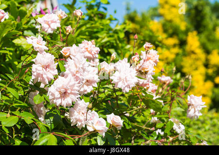 Rosa' Cécile Brünner' ('Mlle Cécile Brünner', 'Sweetheart Rose', 'Malteser Rose', 'Mignon), eine blass rosa Kletterrose blühen im Frühjahr in Großbritannien. Stockfoto