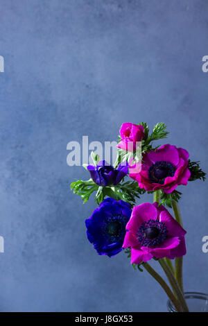 Frische Brihght blau und rosa Anemonen Blüten auf grauem Stein Hintergrund Stockfoto