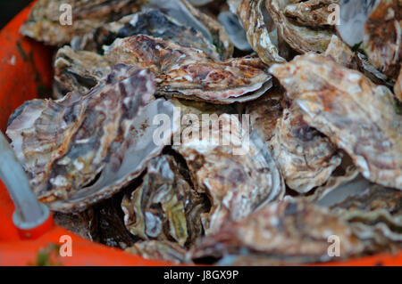 Leere Schalen von frisch geernteten Austern, Niederlande Stockfoto
