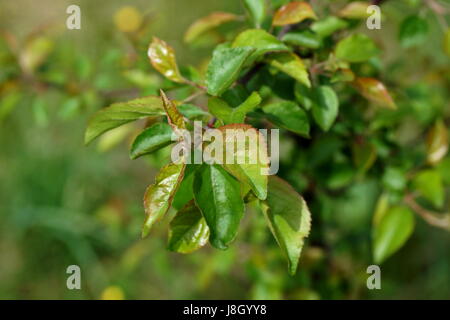 Zweig der jungen Apfelbaum Stockfoto