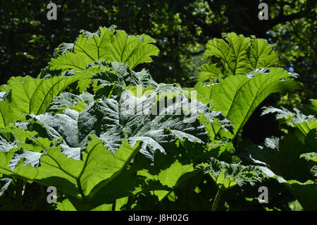 Blätter auf eine Großanlage Gunnera. Stockfoto