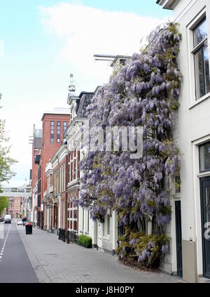 Sehr große blühende Wisteria Baum an einem Haus entlang Nooderhaven Kanal, Groningen, Niederlande. (Japanische oder chinesische Wisteria) Stockfoto