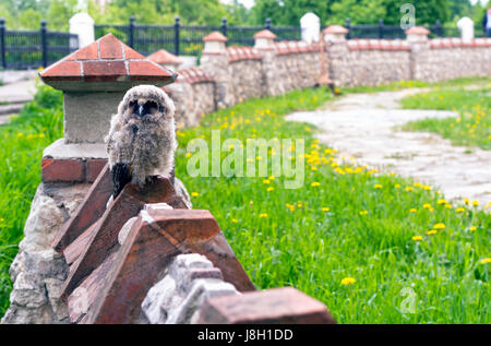 Kleine böse Eule auf dem Zaun sitzen. Nur aus dem Nest fliegen, sieht die Eule wütend auf die Touristen in Rjasan Stockfoto