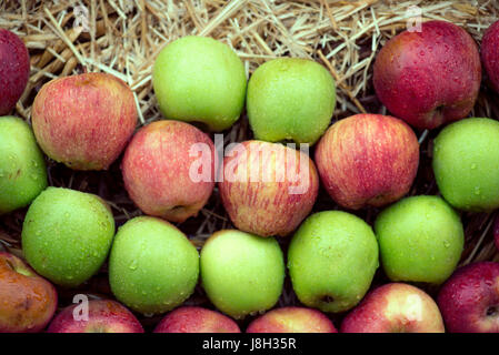 Rote und grüne Äpfel in einem Korb, gefüllt mit Stroh gestapelt. Stockfoto