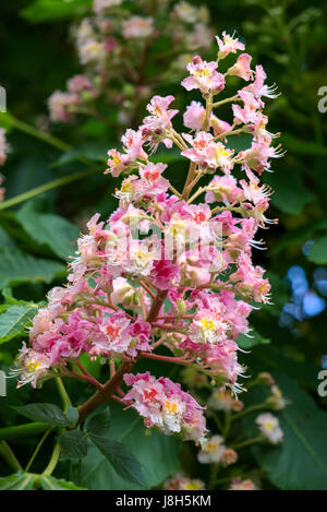 Sweet Chestnut Blossom (Castanea Sativa) Stockfoto