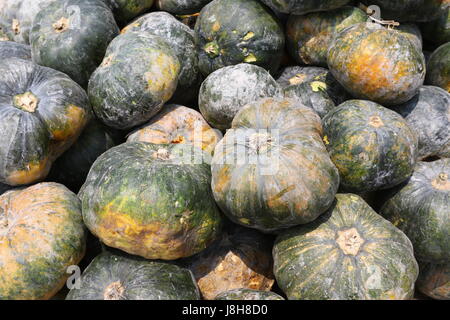 Moschus Kürbis (Cucurbita Moschata), Muskat de Provence Stockfoto