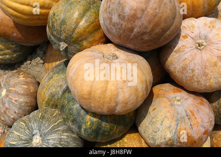 Moschus Kürbis (Cucurbita Moschata), Muskat de Provence Stockfoto