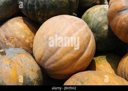 Moschus Kürbis (Cucurbita Moschata), Muskat de Provence Stockfoto