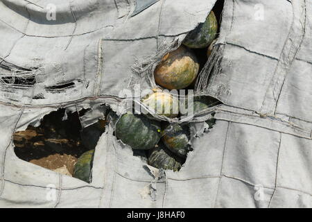 Moschus Kürbis (Cucurbita Moschata), Muskat de Provence Stockfoto