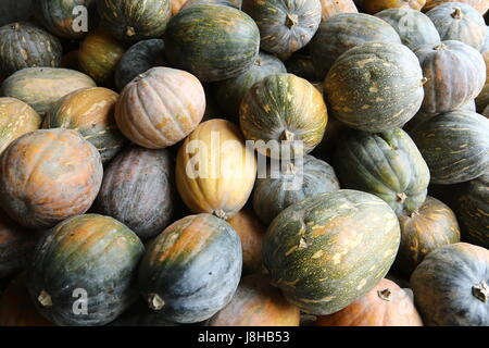 Moschus Kürbis (Cucurbita Moschata), Muskat de Provence Stockfoto