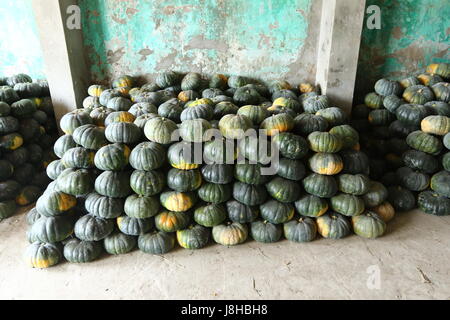 Moschus Kürbis (Cucurbita Moschata), Muskat de Provence Stockfoto