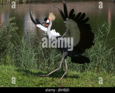 Afrikanische Grau gekrönter Kran (Balearica Regulorum) während des Fluges, anmutig aufsetzen. Stockfoto