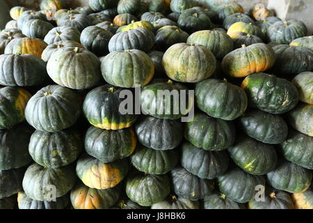 Moschus Kürbis (Cucurbita Moschata), Muskat de Provence Stockfoto