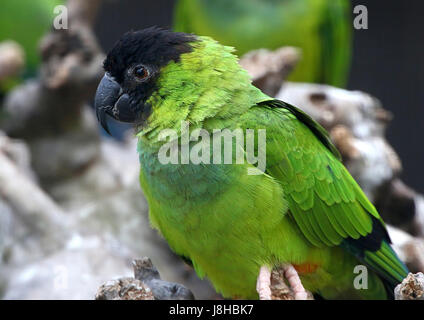 South American Nanday Sittich (Aratinga Nenday), alias Black hooded Sittich oder Nanday Conure. Stockfoto