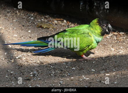 South American Nanday Sittich (Aratinga Nenday), alias Black hooded Sittich oder Nanday Conure. Stockfoto