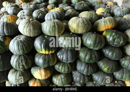 Moschus Kürbis (Cucurbita Moschata), Muskat de Provence Stockfoto