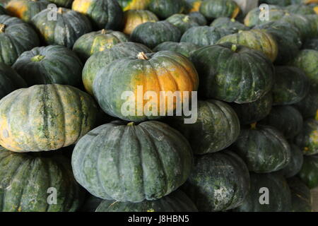 Moschus Kürbis (Cucurbita Moschata), Muskat de Provence Stockfoto