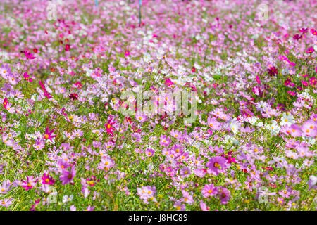 Kosmos-Blumen blühen im Garten. Winter-Saison. Stockfoto