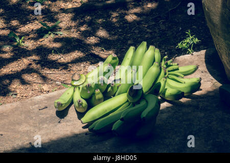 Bananen werden vom Baum geschnitten. Stockfoto