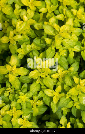 Origanum Vulgare Blätter im Frühling. Stockfoto