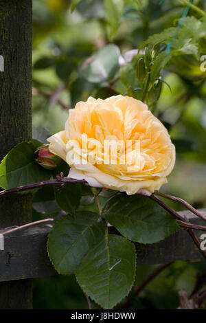 Rosa Kronprinzessin Margareta "Auswinter". Eine kurze englische Kletterrose. Stockfoto