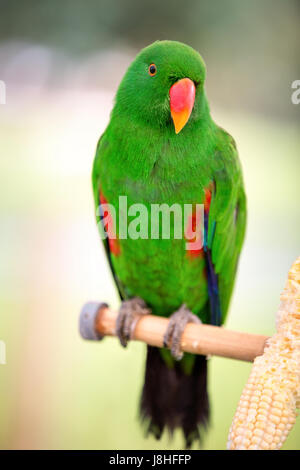 Schöne grüne Eclectus Papageien Stockfoto