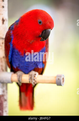 Schöne rote Papagei Vogel hautnah Stockfoto