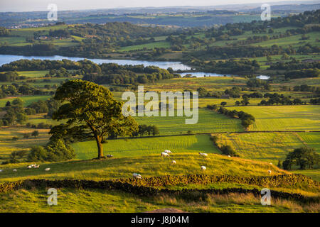 Blick Richtung tittesworth Behälter vom Kakerlaken ridge in der Staffordshire Peak District im goldenen Abendlicht genommen Stockfoto