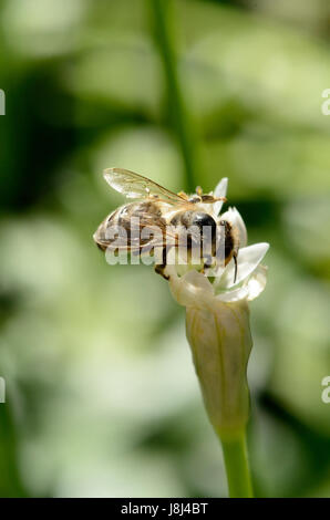 Die Biene (Apis Mellifera). Detail einer Honigbiene in einer Knoblauch-Blume zu erreichen. Die Biene sammelt Nektar. Stockfoto