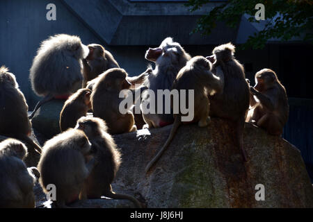 Paviane Stockfoto