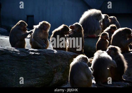 Säugetier, Affe, Zoo, Pavian, soziale, Tier, Säugetier, Tiere, Affen, Zoo, Stockfoto