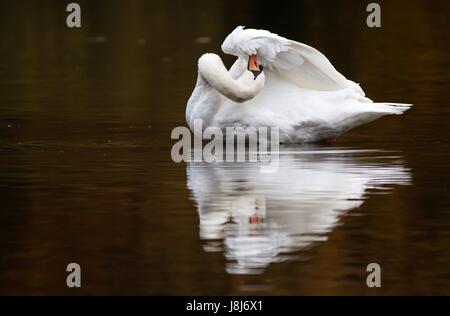 Tier, Vogel, Schwan, Vögel, Federn, Federn, Wasservögel, Bauschutt, Stockfoto