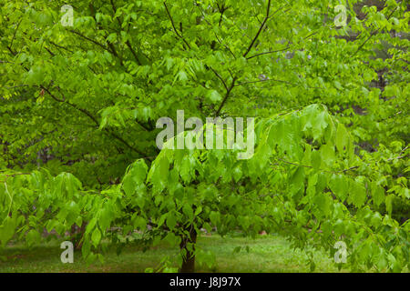 Amerikanische Buche oder Fagus grandifolia Stockfoto