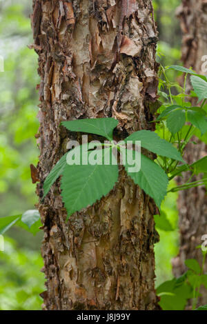 Fluss Birke oder Betula nigra Stockfoto